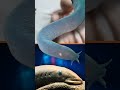 Chordates and Notochord Characteristics