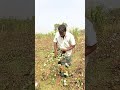 কৃষক তুলা হারভেস্ট করছে #agriculture #harvest #cotton