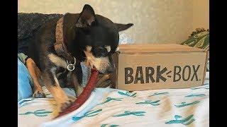 Opening the October 2018 BARK BOX with my Chihuahua!
