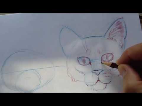 How to Draw Cats