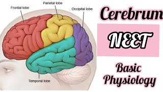 Cerebrum  - part of brain / Lobes of cerebrum / Human brain in hindi / NEET / functions of brain