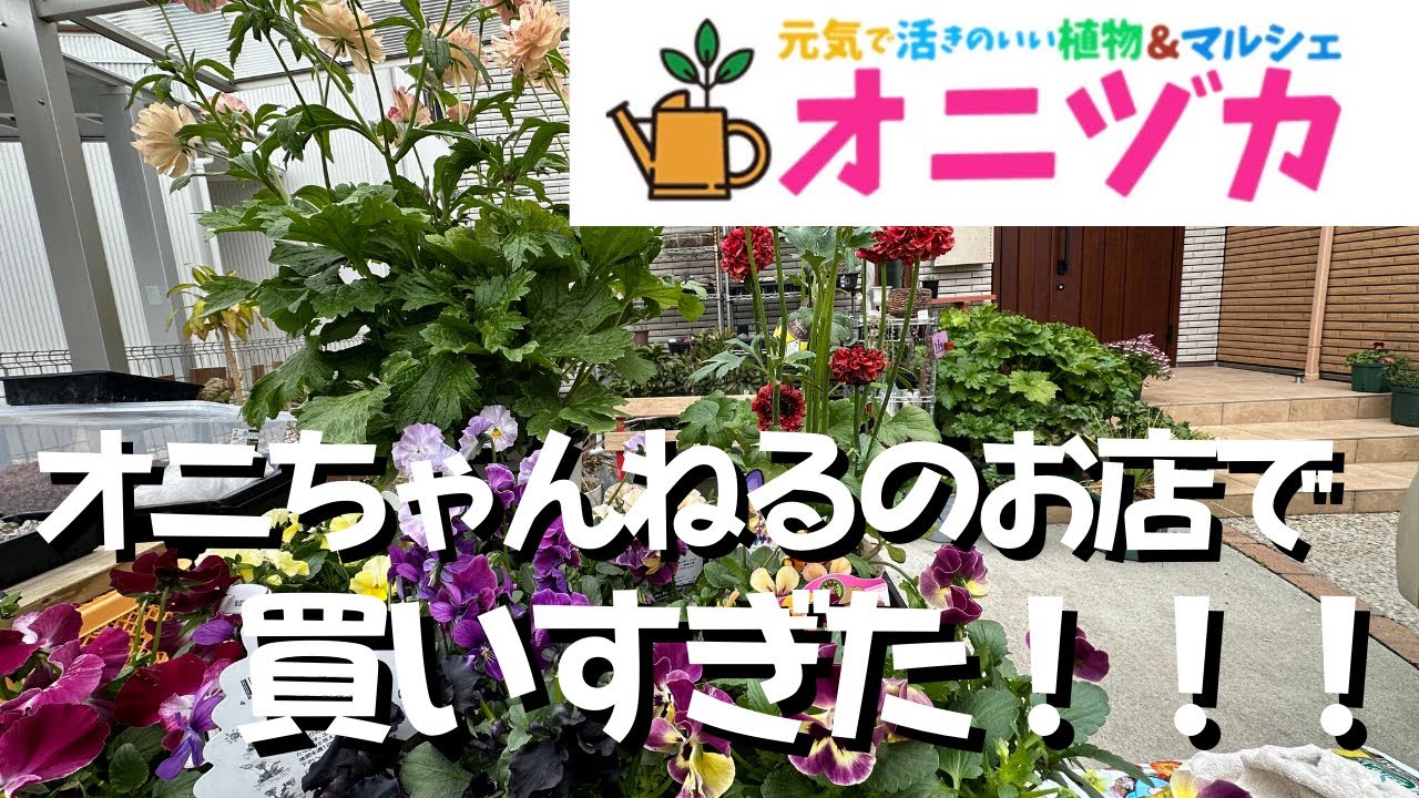 エコマルシェオニヅカで爆買い 衝撃の可愛さを見てください【オニ