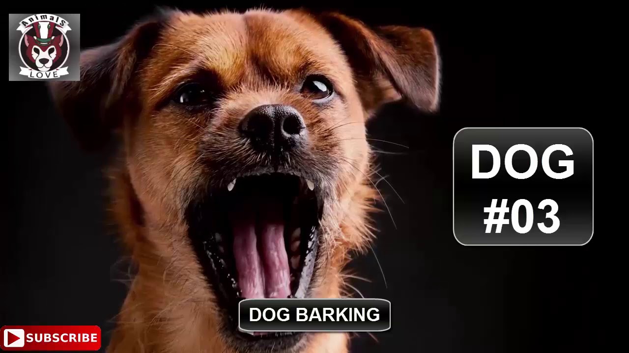 Barking sound. Дог эффект мм2. Визг щенят звук. Barking Dog Studios. Audio Effects Dog.