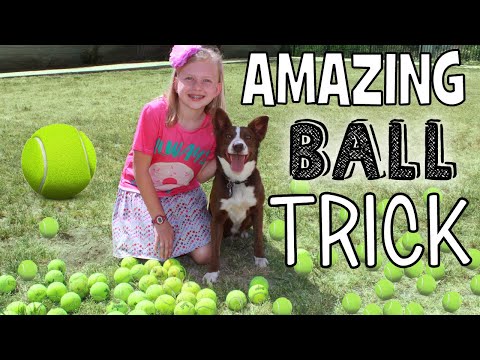 Smartest Dog in the World!!!  Super Amazing Dog Ball Trick!
