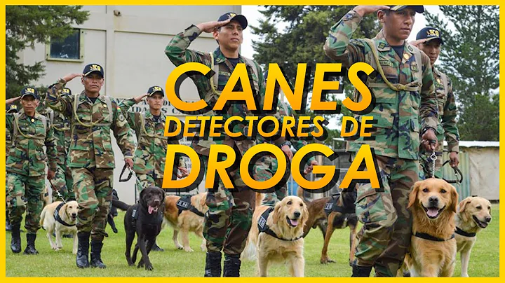 NOTA ESPECIAL - CANES DETECTORES DE DROGA