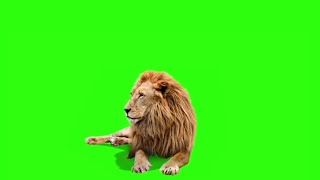 Screen Video Lion Live