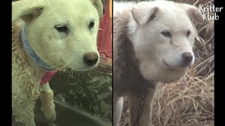 Balloon-Faced Dog Finally Reveals What Was Underneath The Leash Part 2 Kritter Klub