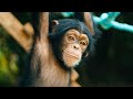 Baby Chimps Learn How To Climb | Baby Chimp Rescue | BBC Earth Kids