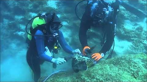 Divers free dusky grouper from 