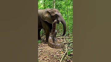 Giant python is wrapping itself around an elephant.Elephant  #GiantPython  #Wildlife #African #Snake