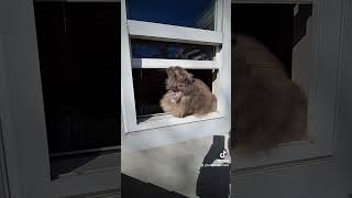 My cat Dora is in and out the window