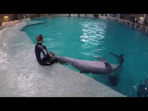 Training a dolphin differently