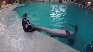 Training a dolphin differently
