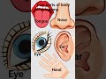 Five parts of body#video name#english#mein#video