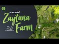 Theory in Practice: A Tour of Zaytuna Farm