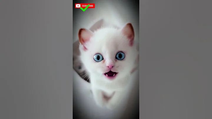 Watch the video about 🐱Meow Cat Funny Dancing Video / #shortsfeed #shorts #subscribe #cat #short #catlover #funny #yt