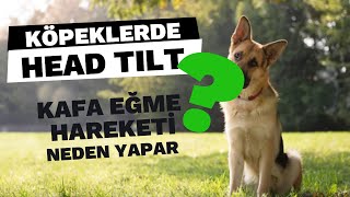 Köpeklerde Head Tilt (Kafa Eğme): Sevimli Ama Bilimsel Bir Hareket!
