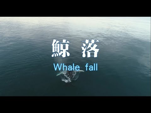 鯨落