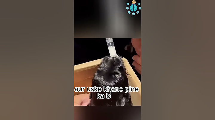 Lady rescuing a helpless puppy from the trash can #shorts #animalrescue #animals