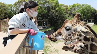 Поход в зоопарк в г.Кобэ, Япония