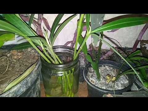 Video: Skupljanje sjemenki oleandra za sadnju: kako uzgajati oleander iz sjemenki
