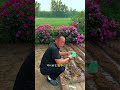 Water spinach is another great option for heat tolerant vegetables; you can