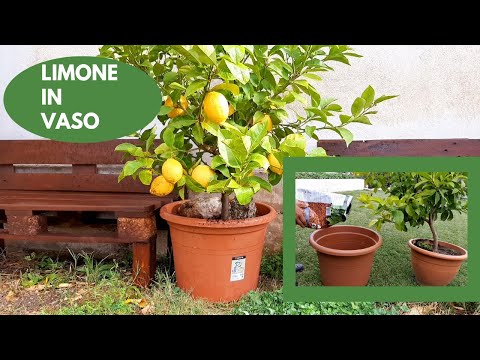 Video: Come rinvasare un albero di limoni - Qual è il momento migliore per rinvasare i limoni