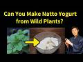 Can You Make Probiotic Yogurt from Wild Plants without the Natto Beans?