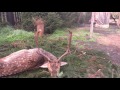 Poľovačka na daniela, MS Havran, Sebuzín - ČR | fallow deer hunting | Damhirsch polowanie