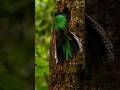 EL QUETZAL #faunasalvaje #aves