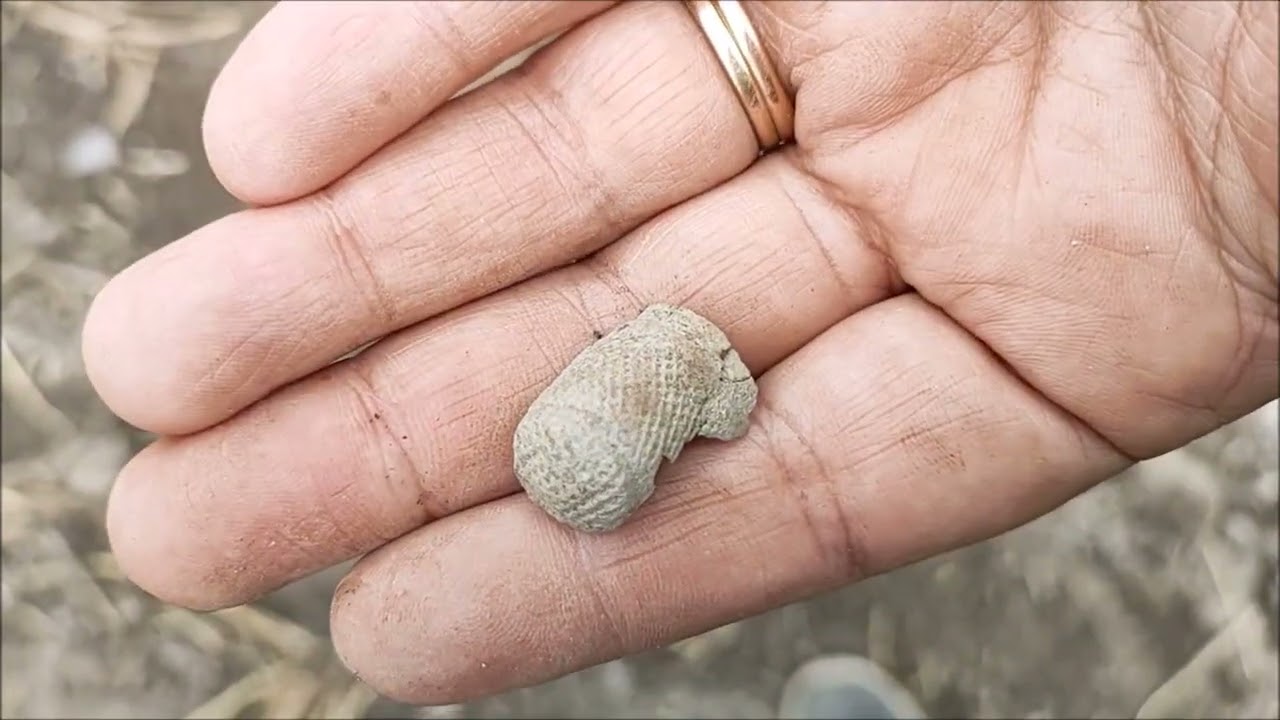 Metal Detecting in North Devon YouTube