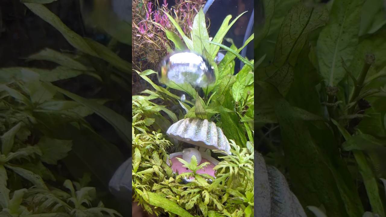 かわいかった☺️💓🐠🫧 #魚 #水槽 #水族館 #子どもが喜ぶ #子どもと遊べる #金魚 #メダカ #さかな #海 #水 #癒し #shorts