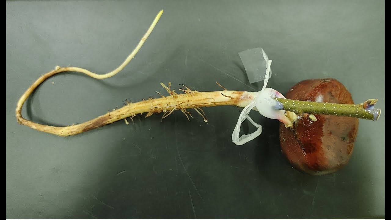 楽しい林業シリーズ（実への接木技術の完成）