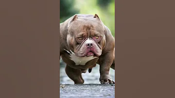 Sarkar Ta Sadi Apni A Shorts Pitbull 