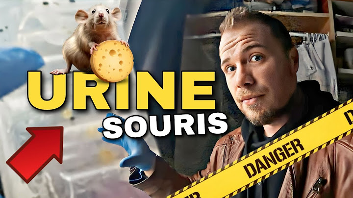 Est-ce dangereux d'avoir des souris chez soi ? (RISQUE DE LEPTOSPIROSE)