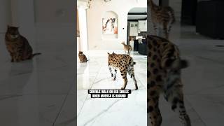 Servals are scared of Mufasa! #shorts #trending #shortvideo #viral #love #serval #wi #wisconsin