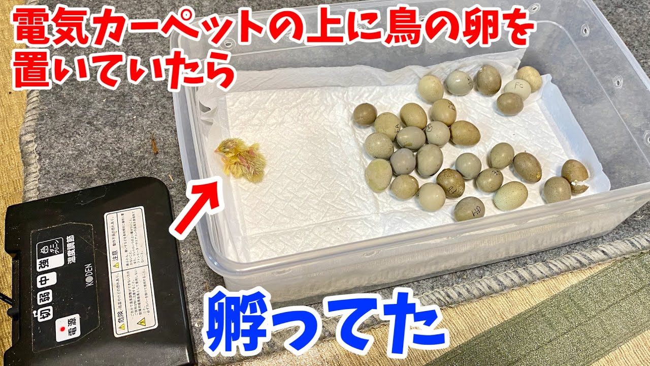 電気カーペットの上に鳥の卵を置いていたら...孵ってた