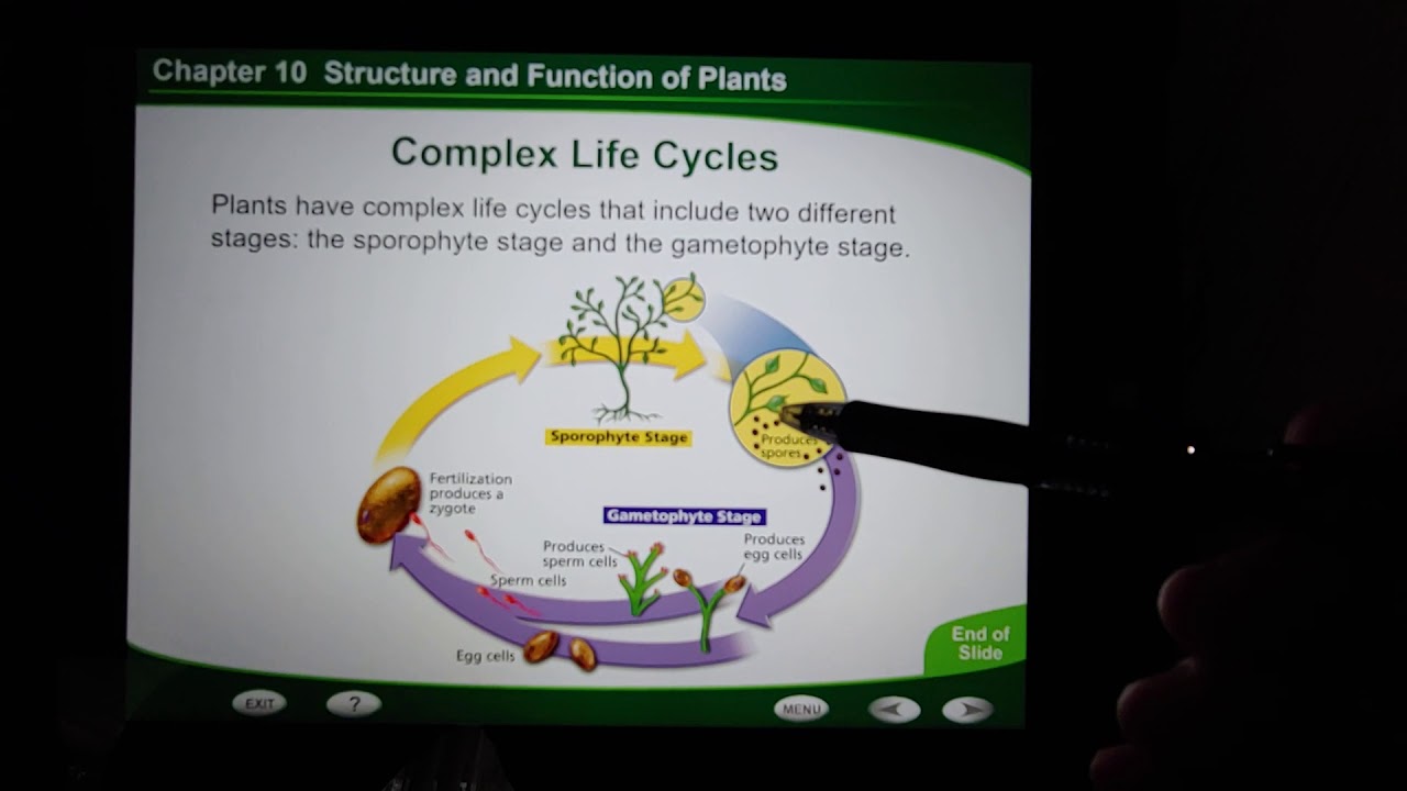 Lecture for 7th Grade Life Science Ch. 10.1 "The Plant Kingdom" PART 2