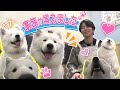 【癒やし動画】1ヶ月待ち!今話題のサモエドカフェで北山に新たな家族が…♡#38