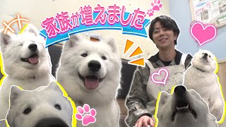 【癒やし動画】１ヶ月待ち！今話題のサモエドカフェで北山に新たな家族が…♡#38