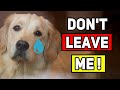 What Your Dog Feels When You Leave Them Alone -12 Painful Mistakes-