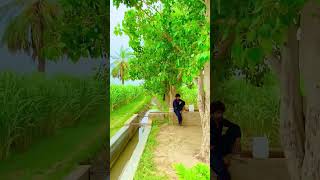 Fozia Soomro Jalal Chandio Sindhi Song