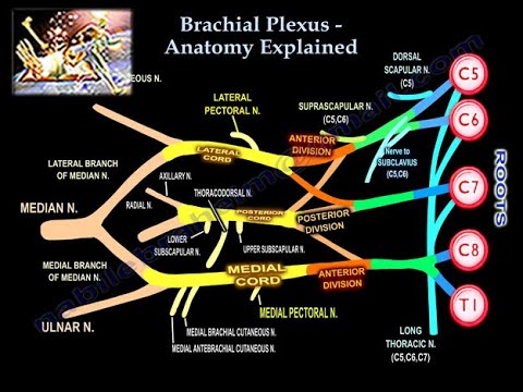 Brachial Plexus, Pre and Postganglionic Injury - Everything You Need To Know - Dr. Nabil Ebraheim