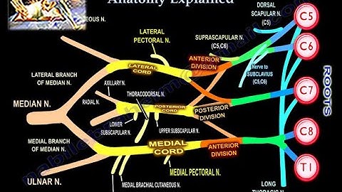 Brachial Plexus, Pre and Postganglionic Injury - Everything You Need To Know - Dr. Nabil Ebraheim