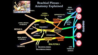 Brachial Plexus, Pre and Postganglionic Injury - Everything You Need To Know - Dr. Nabil Ebraheim