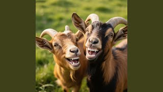 Download lagu Kambing kawin