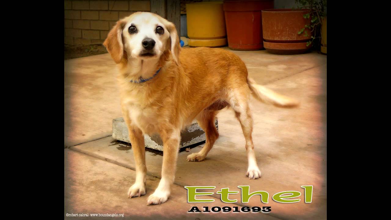 rescue dogs rock nyc Ethel - Bound Angels Shelter Angel Video