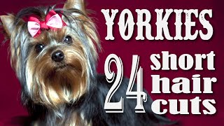 24 Short Haircuts ONLY for Yorkies💥 Look and Choose✅