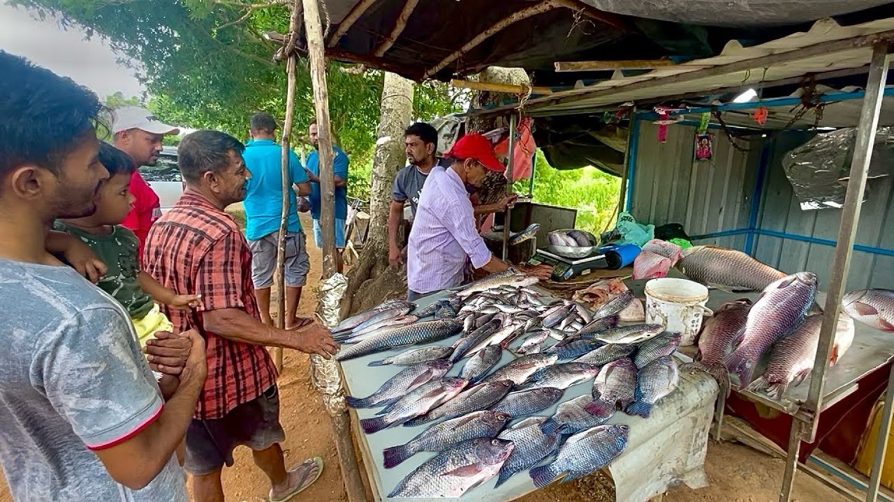 Best! A Day In The Life Of Rural Villagers Bustling Local Fish Market ...