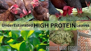 Under estimated HI PROTEIN leaves you never know exist - save chicken feeds